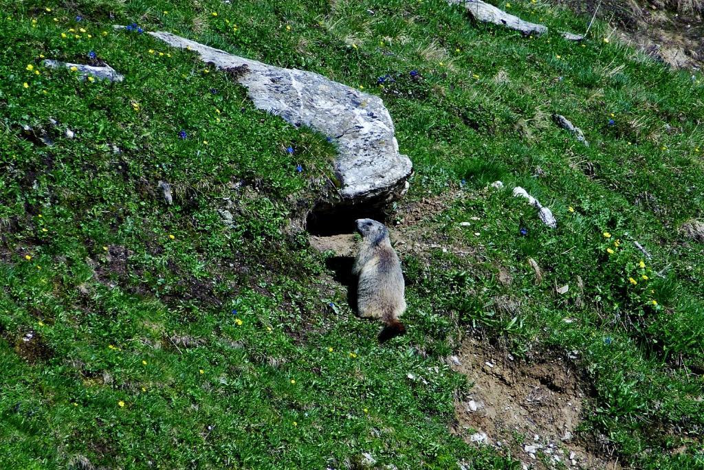 فندق سبيسفي  Gasthof Alpenrose المظهر الخارجي الصورة